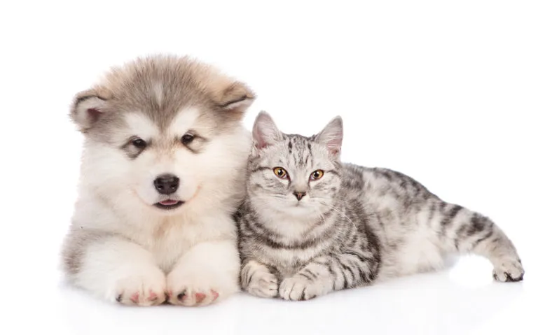 &Scaron;těně husky a kočka