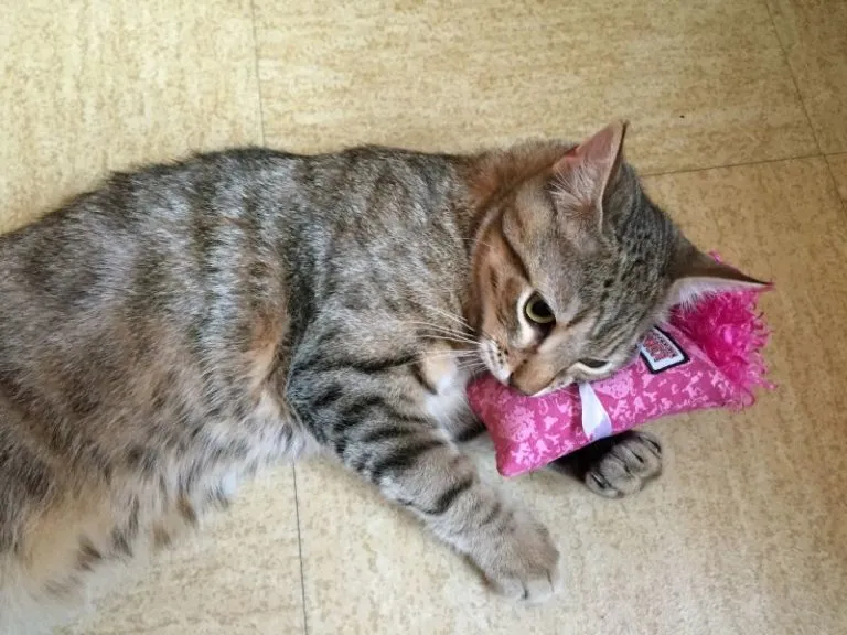 Kočka lež&iacute;c&iacute; na růžov&eacute;m pol&scaron;t&aacute;řku Catnap