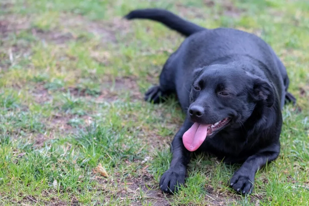 Labrador s nadv&aacute;hou