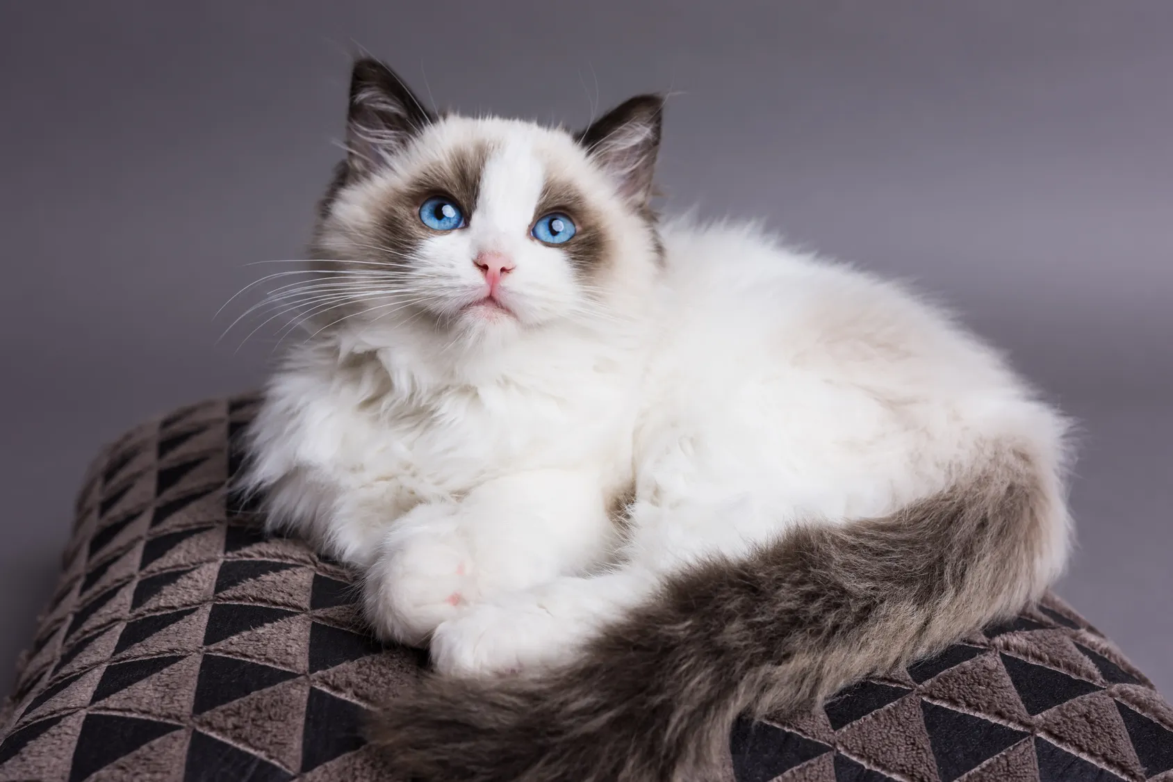 Ragdoll - modr&eacute; oči