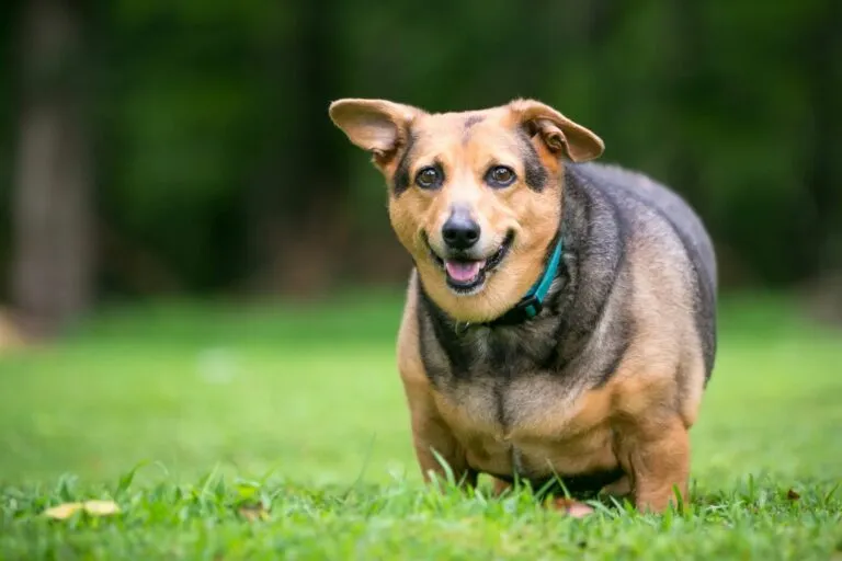 Welsh-Corgi s nadváhou