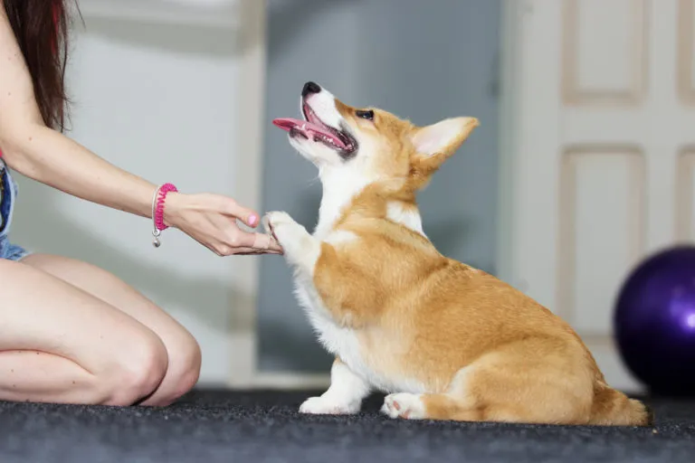 Corgi &scaron;těně - dej pac