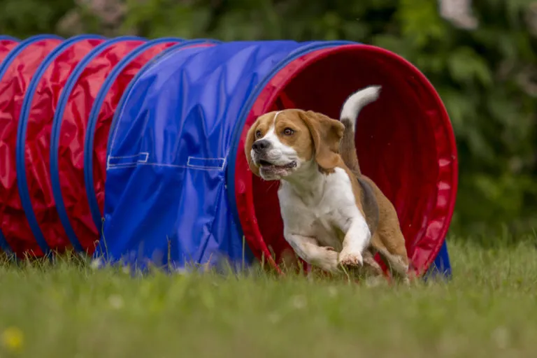 B&iacute;gl vyb&iacute;haj&iacute;c&iacute; z agility tunelu
