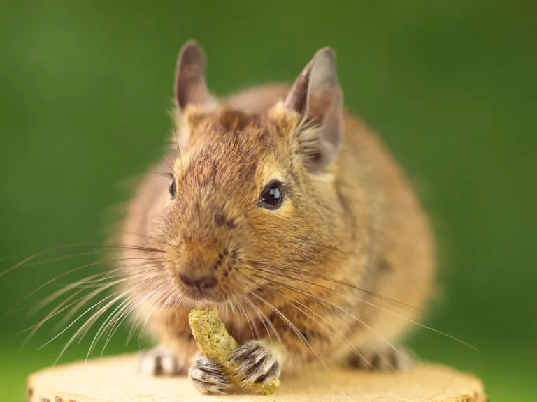 Krmen&iacute; a osm&aacute;k degu