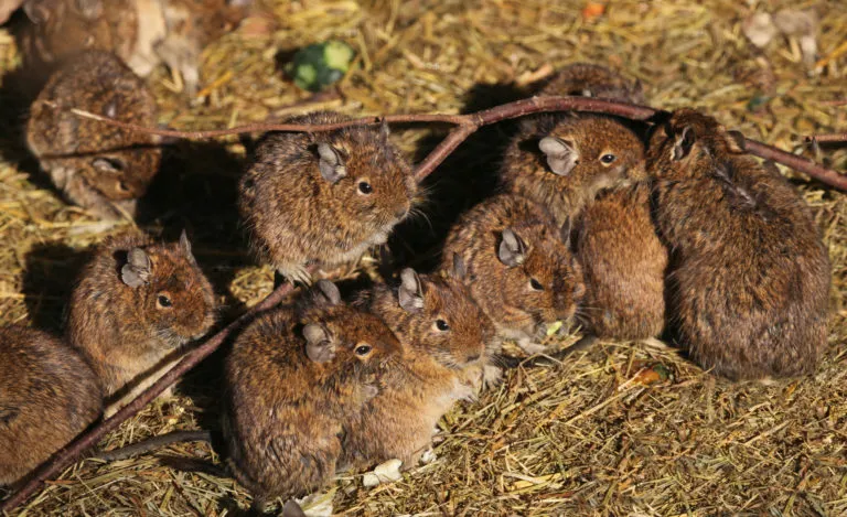 Osm&aacute;ci degu