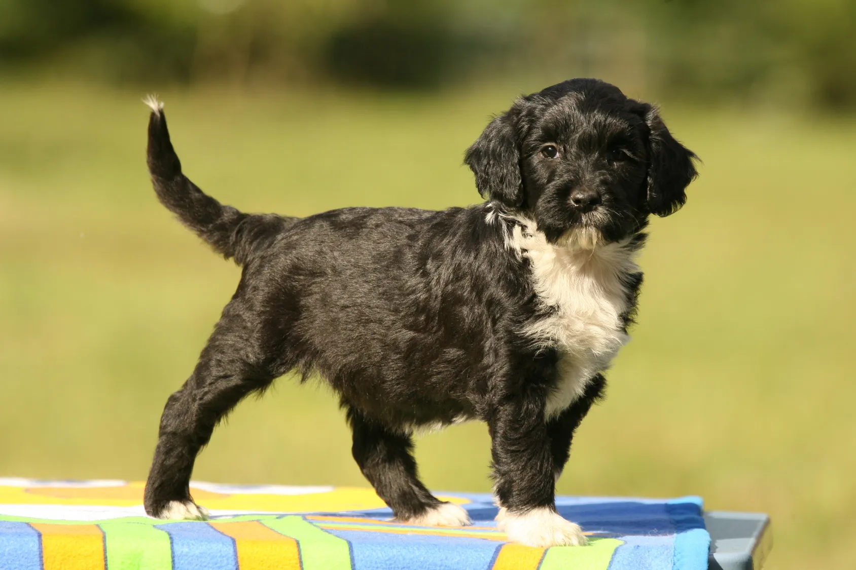 Portugiesischer Wasserhund Welpe