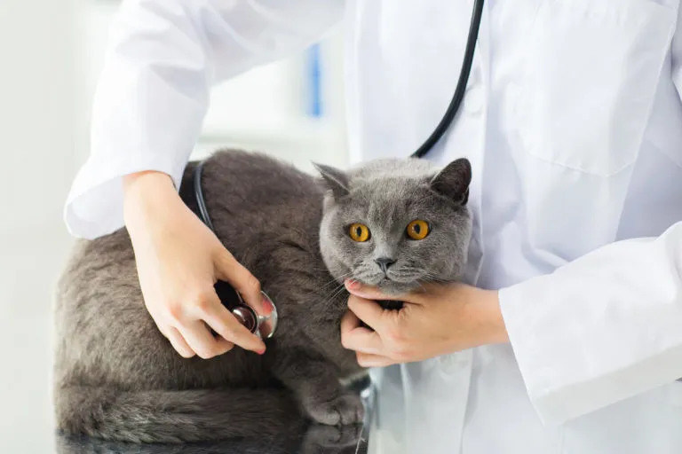 Britská modrá kočka u veterináře