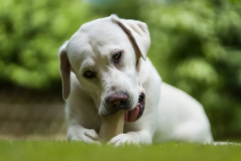 Labrador kou&scaron;e žv&yacute;kac&iacute; pamlsek