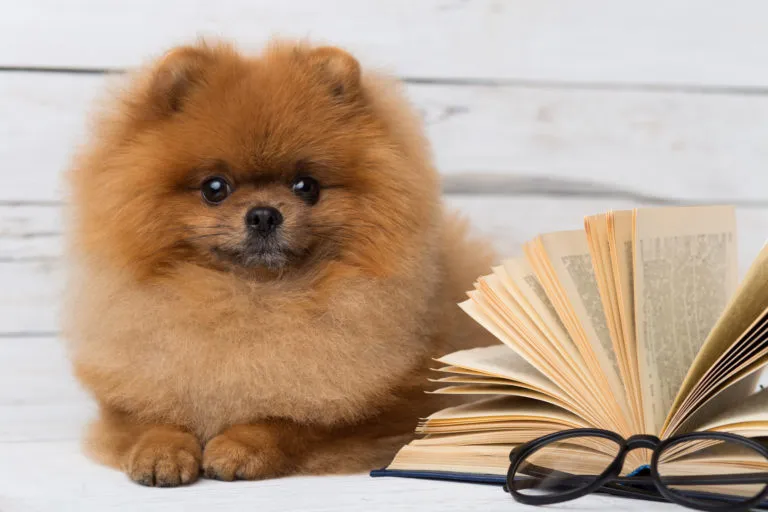 Lež&iacute;c&iacute; pomeranian