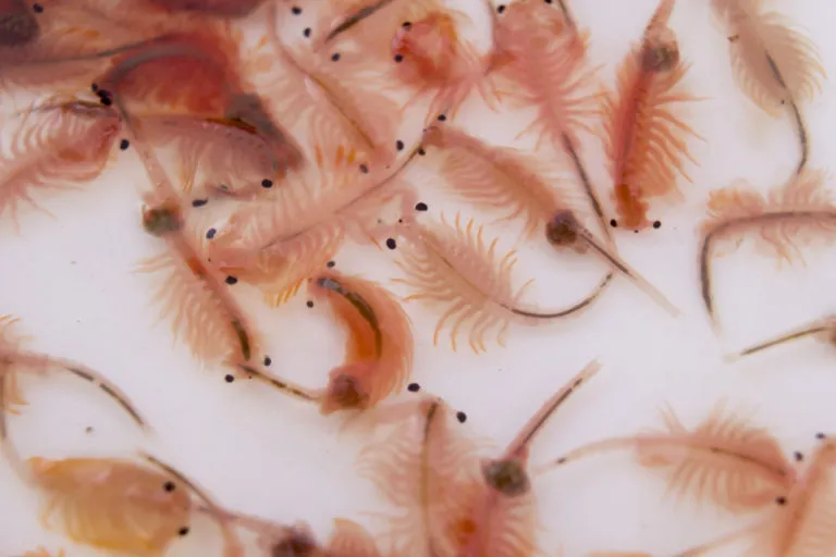 Artemia (Ž&aacute;brononožka soln&aacute;)