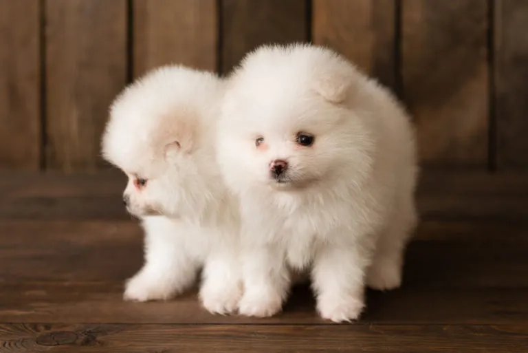 Dvě b&iacute;l&aacute; &scaron;těňata pomeraniana