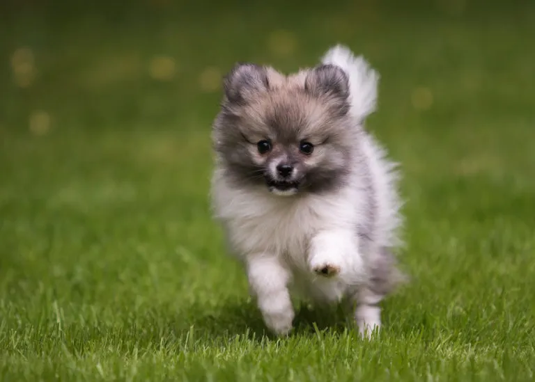 běž&iacute;c&iacute; &scaron;těně pomeraniana
