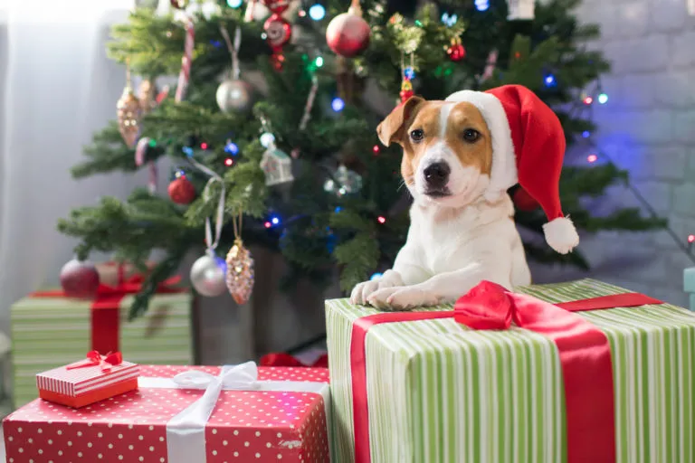 Pes s čepičkou santy u v&aacute;nočn&iacute;ho stromku s d&aacute;rky