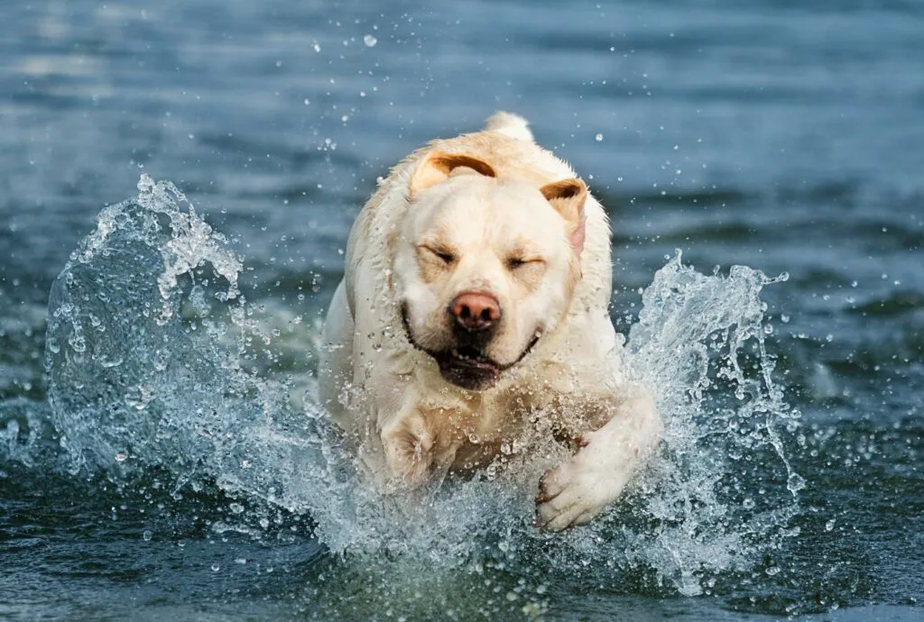 Ob&eacute;zn&iacute; labrador ve vodě