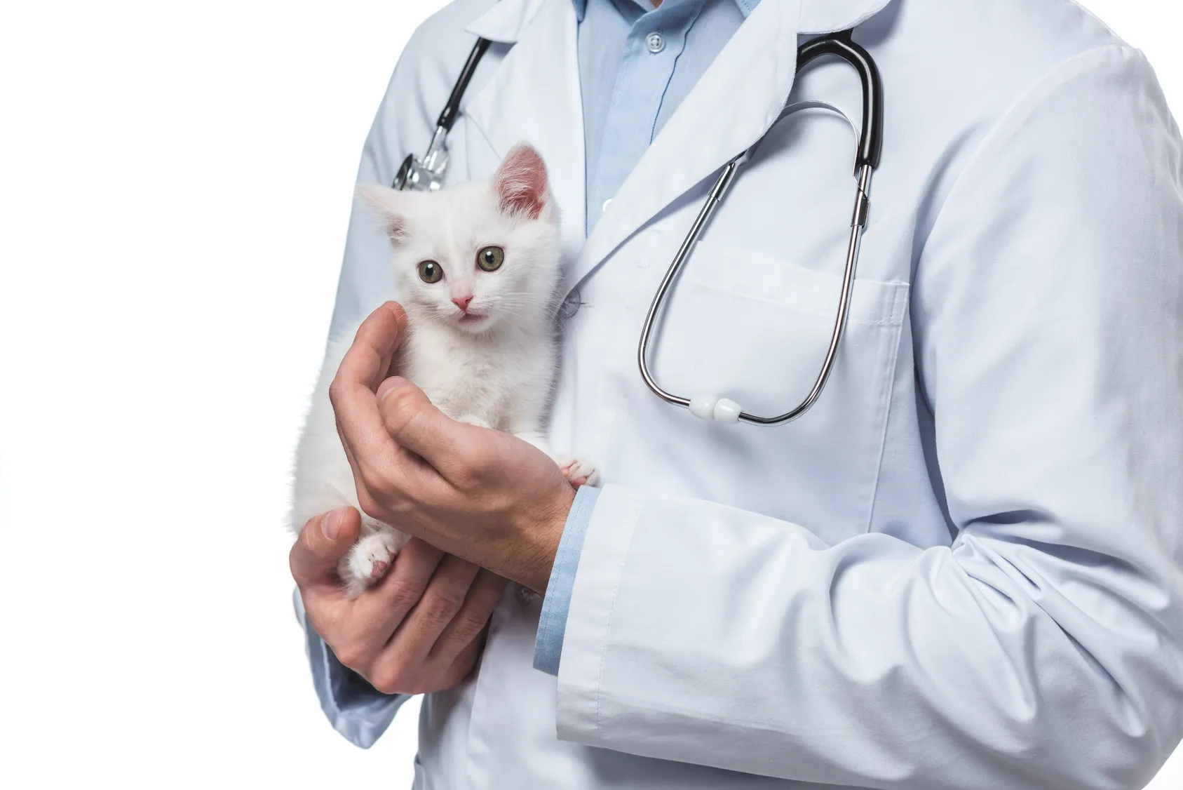 b&iacute;l&eacute; kotě v n&aacute;ruč&iacute; veterin&aacute;ře