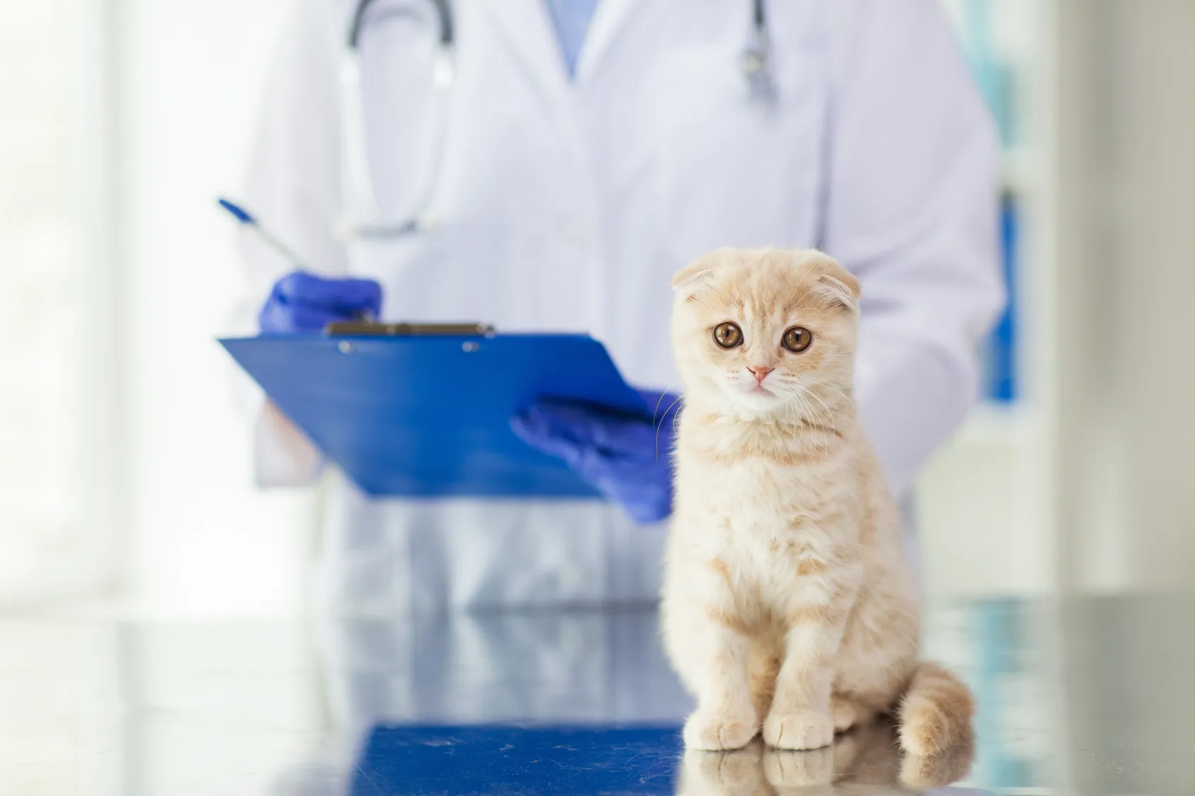 klapouch&aacute; kočka u veterin&aacute;ře