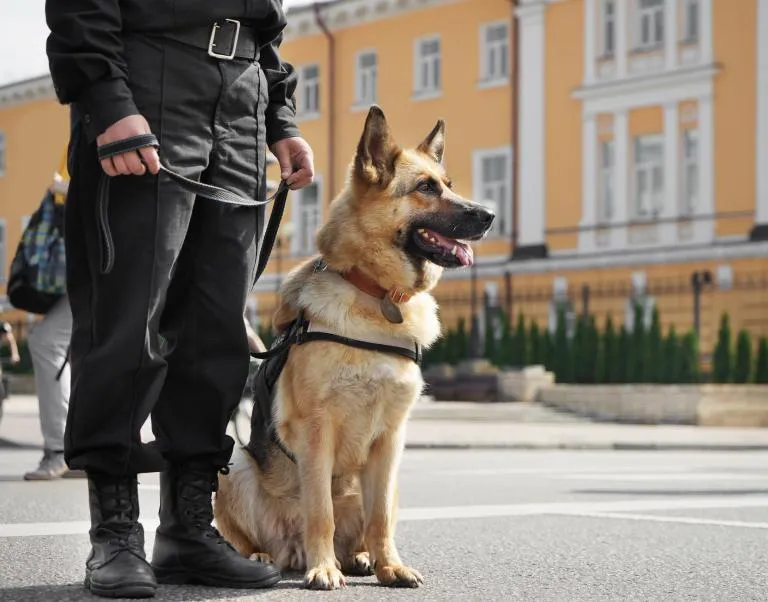Policejn&iacute; pes německ&yacute; ovč&aacute;k