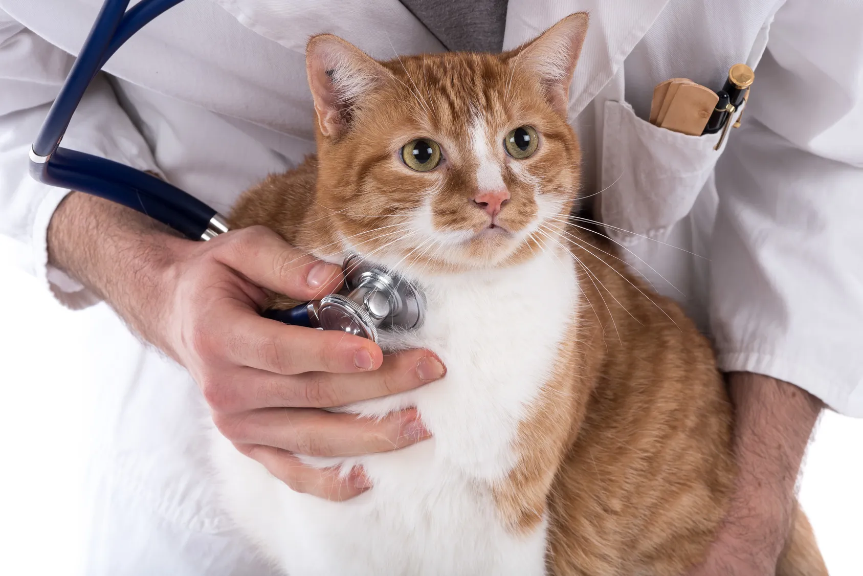 Veterin&aacute;ř poslouch&aacute; d&yacute;ch&aacute;n&iacute; kočky