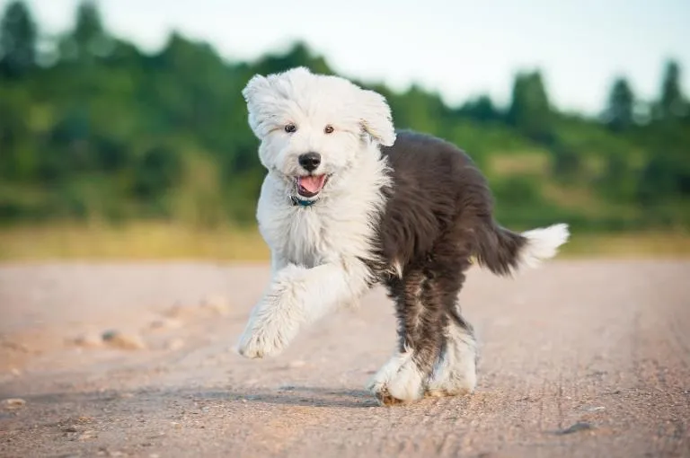 &scaron;těně bobtail