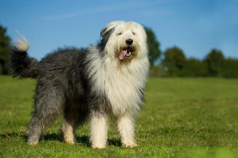Bobtail v tr&aacute;vě
