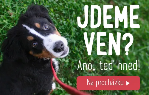 Leashes_D_CZ
