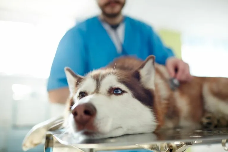 Pes se zdravotními potížemi – kdy je zvracení důvodem k návštěvě veterináře