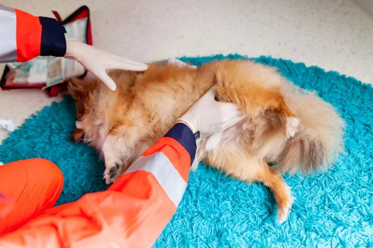 Prvn&iacute; pomoc Sheltie
