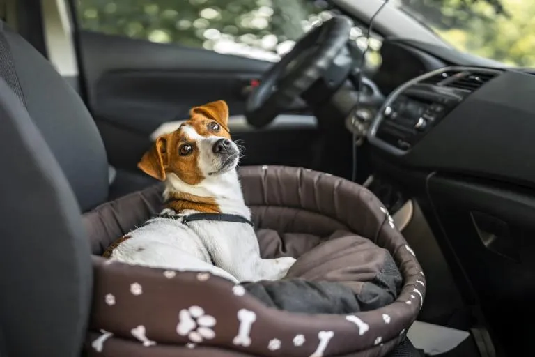 Jack russel v pel&iacute;&scaron;ku v autě