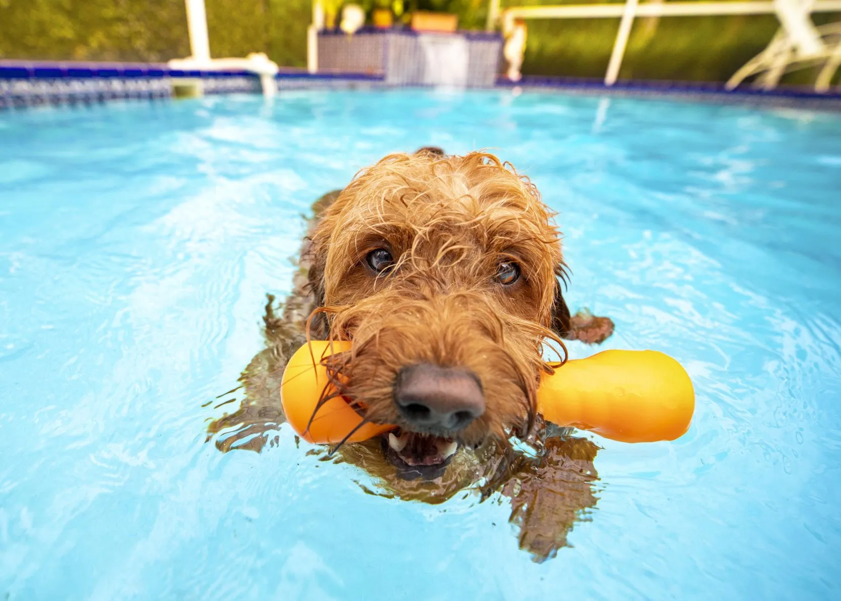 Golden doodle s hračkou v baz&eacute;nu