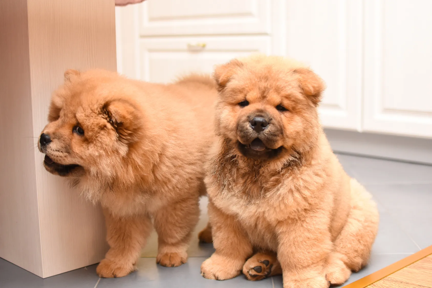 2 &scaron;těňata Chow-chow (Čau-čau)
