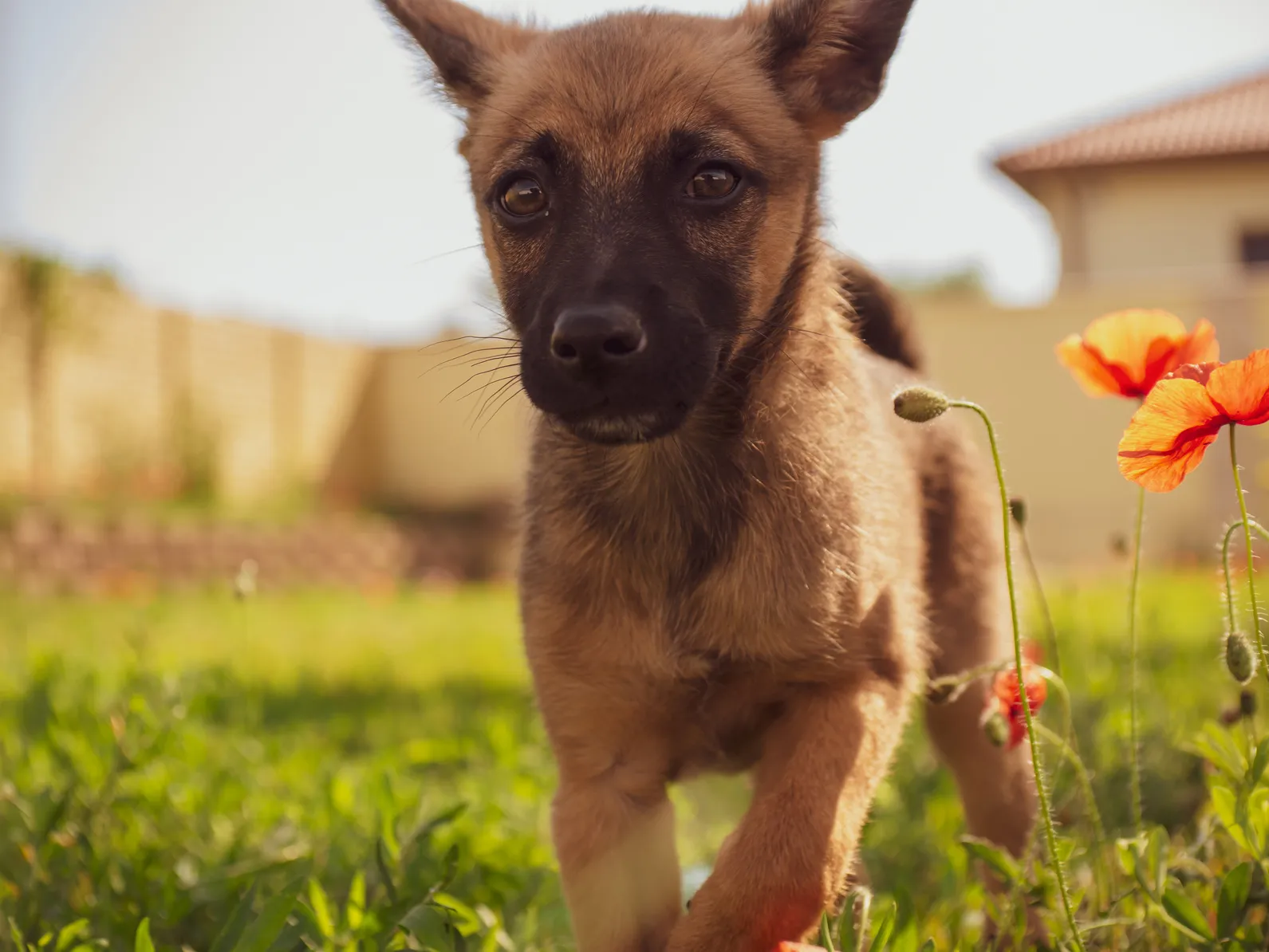 &Scaron;těně Malinois