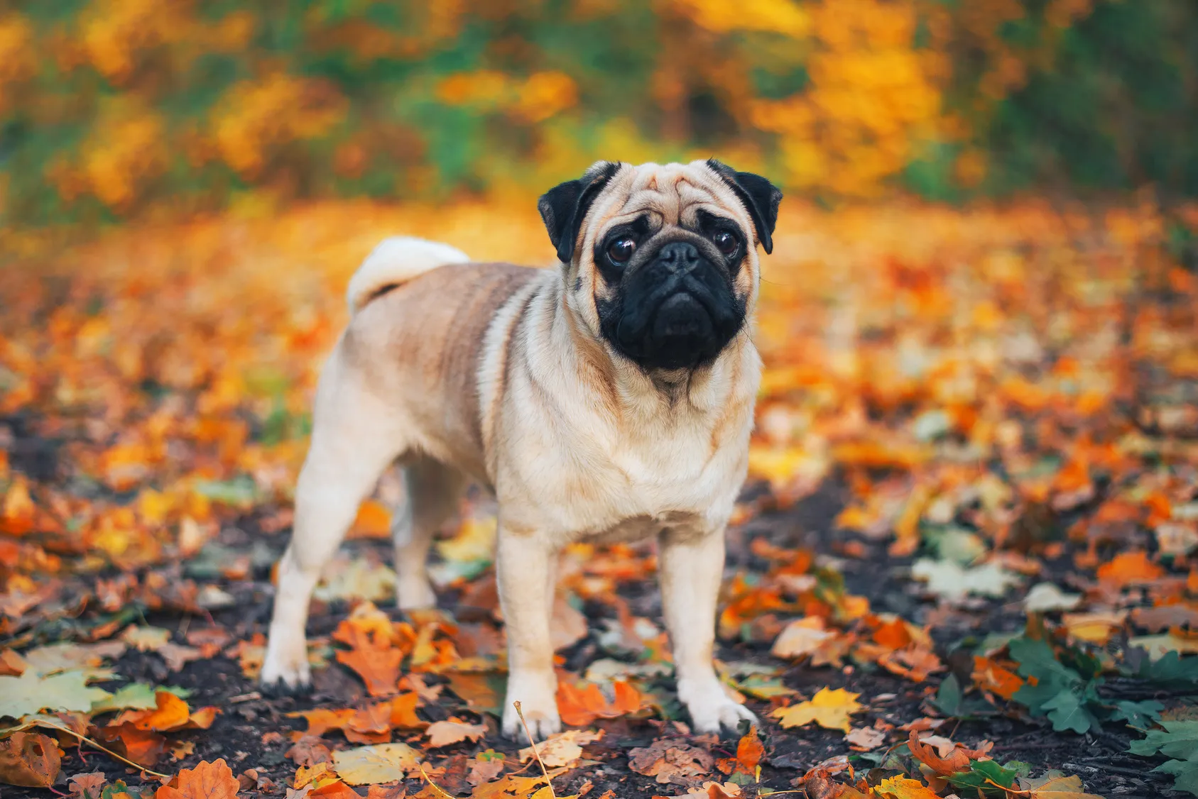 Mops ve spadan&eacute;m list&iacute;