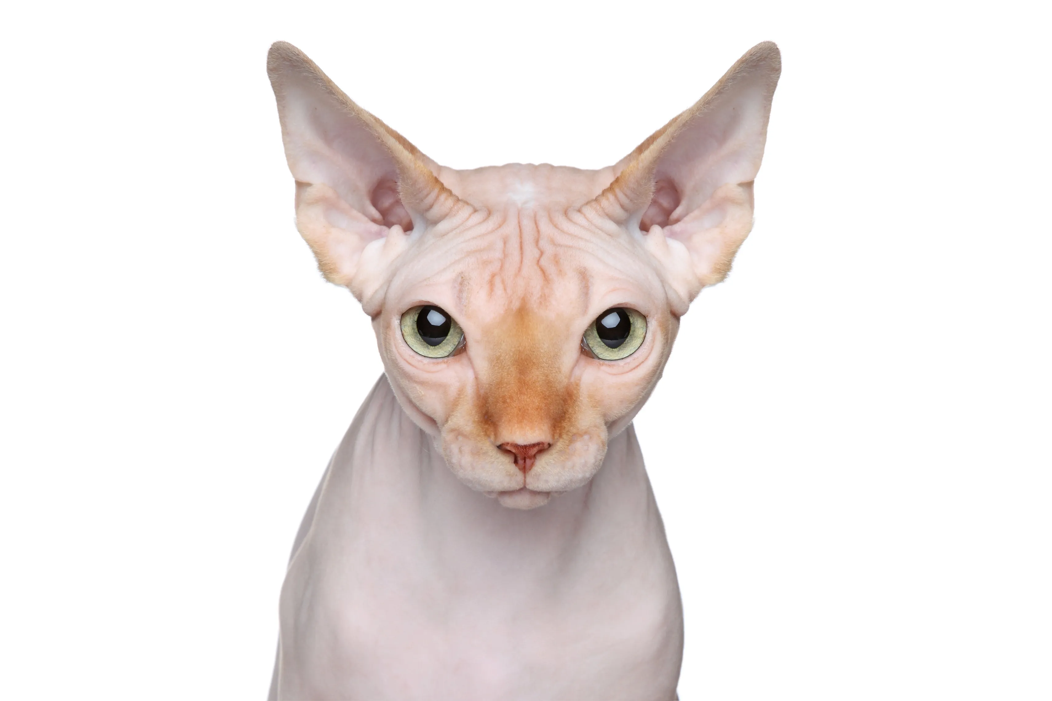 Portr&eacute;t kočky Sphynx