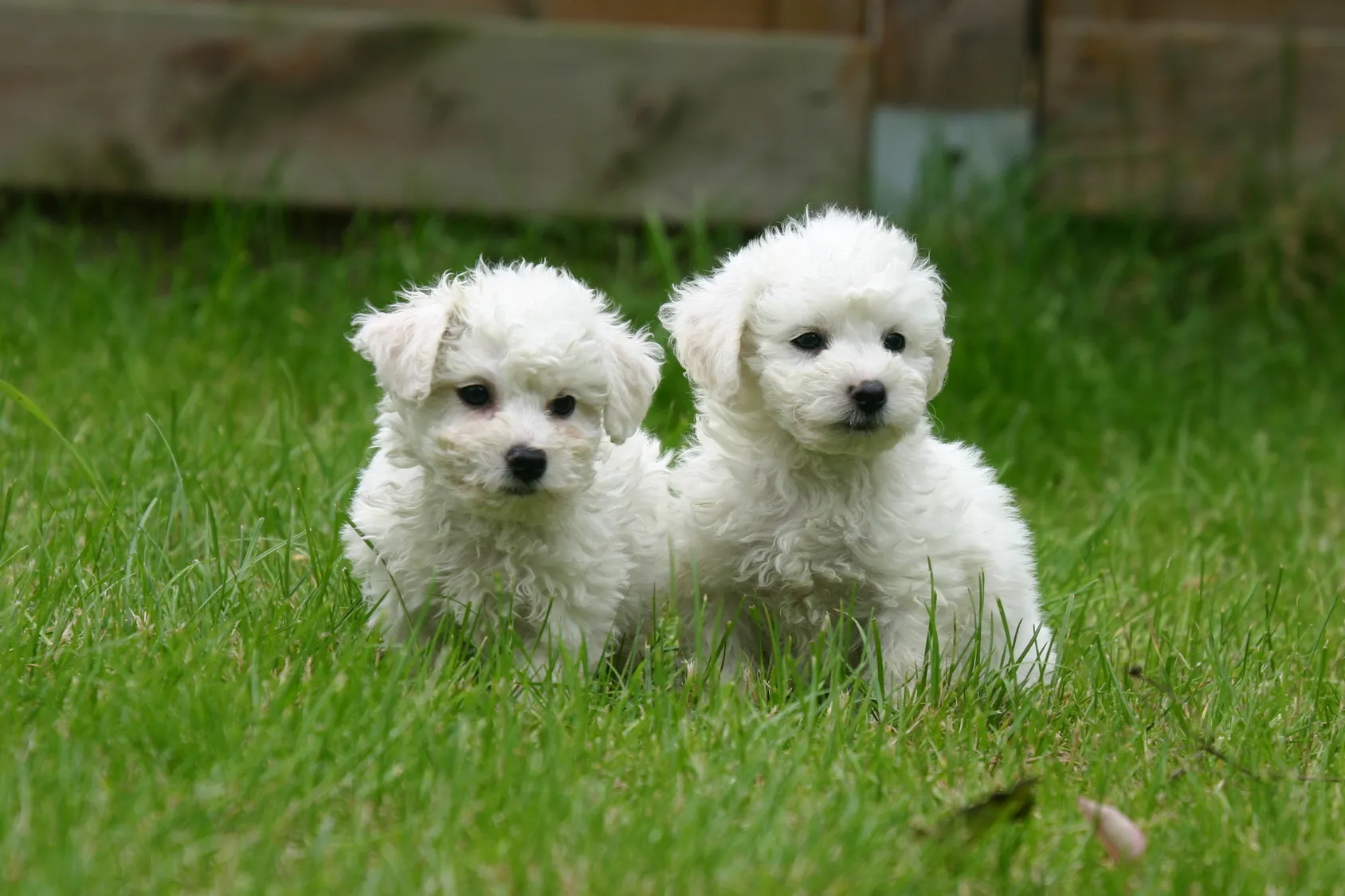 Dvě &scaron;těňata Bichon fris&eacute; v tr&aacute;vě