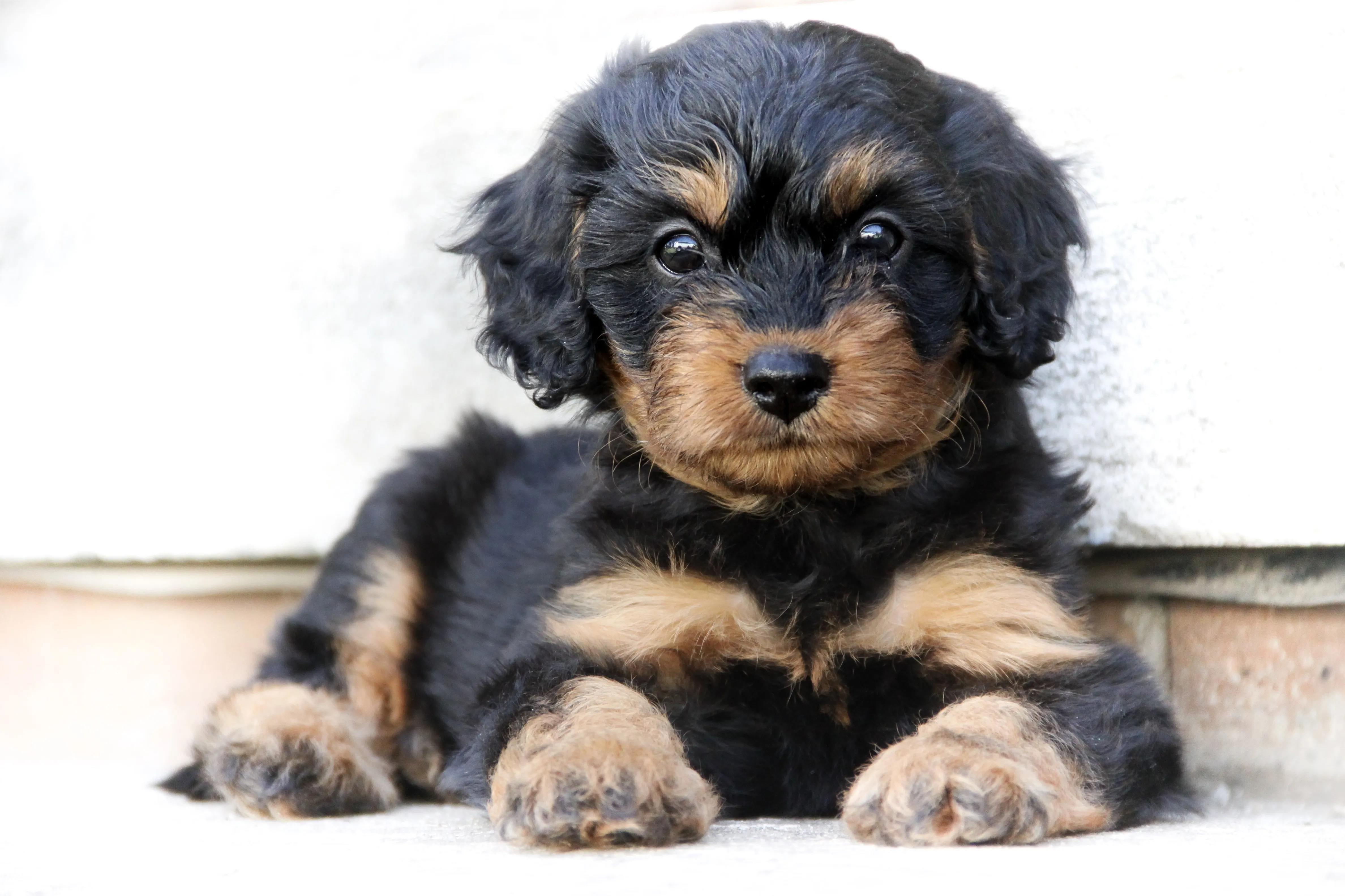 Cavapoo dvoubarevn&eacute; &scaron;těně