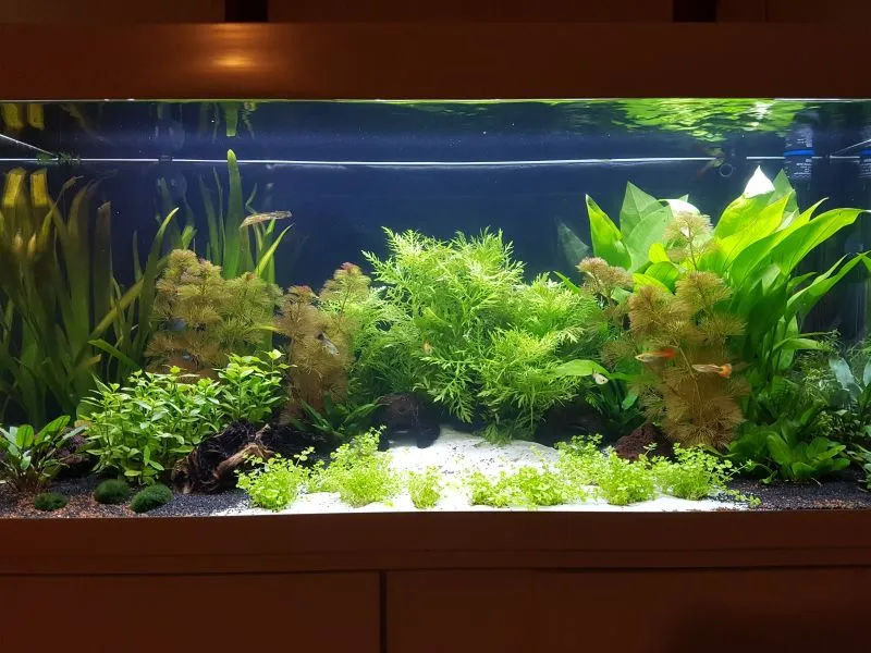 Akvarijn&iacute; rostliny