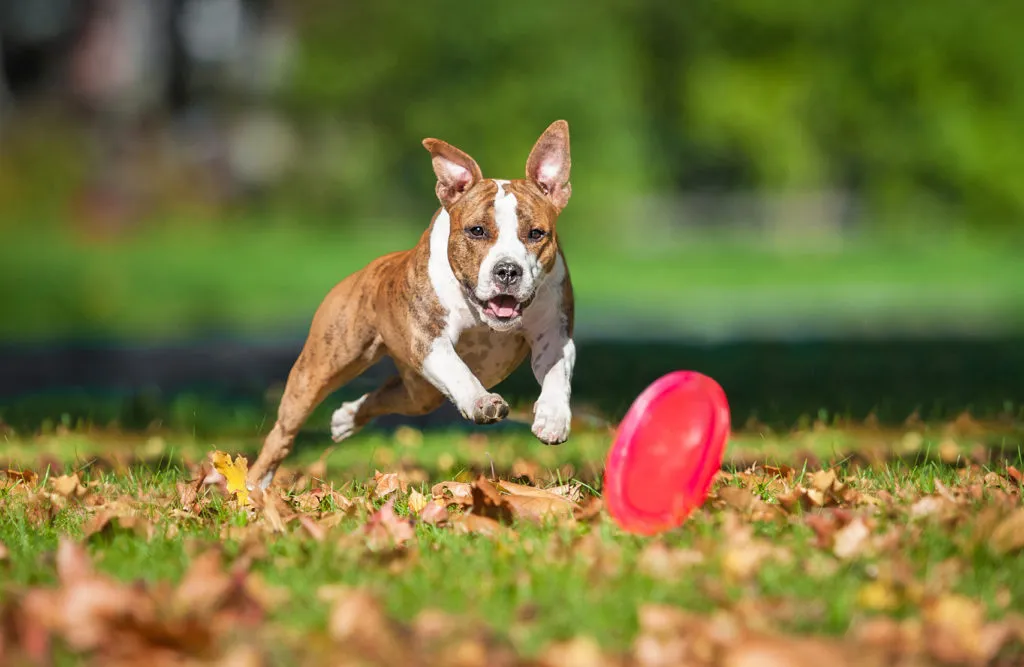 Ps&iacute; sporty &ndash; frisbee