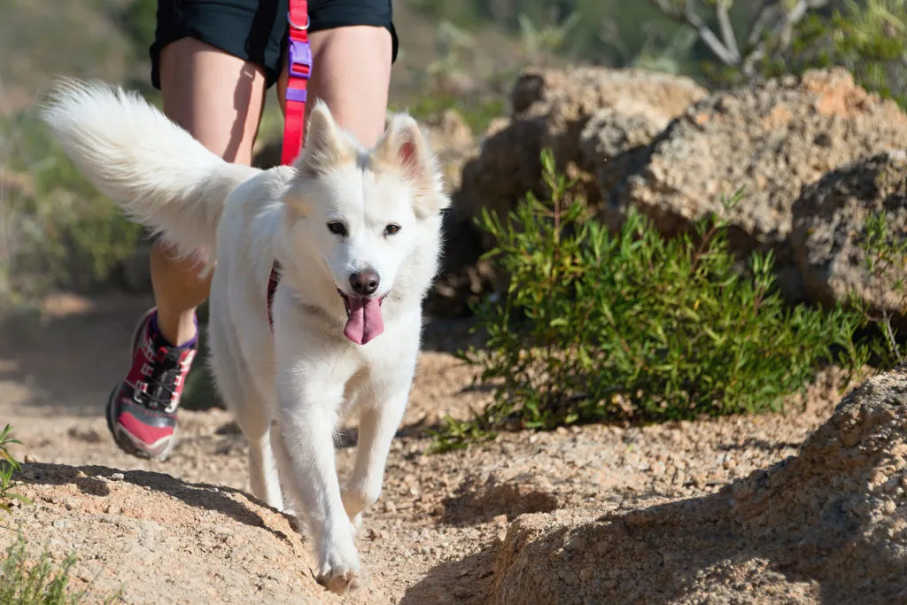 Ps&iacute; sporty &ndash; canincross