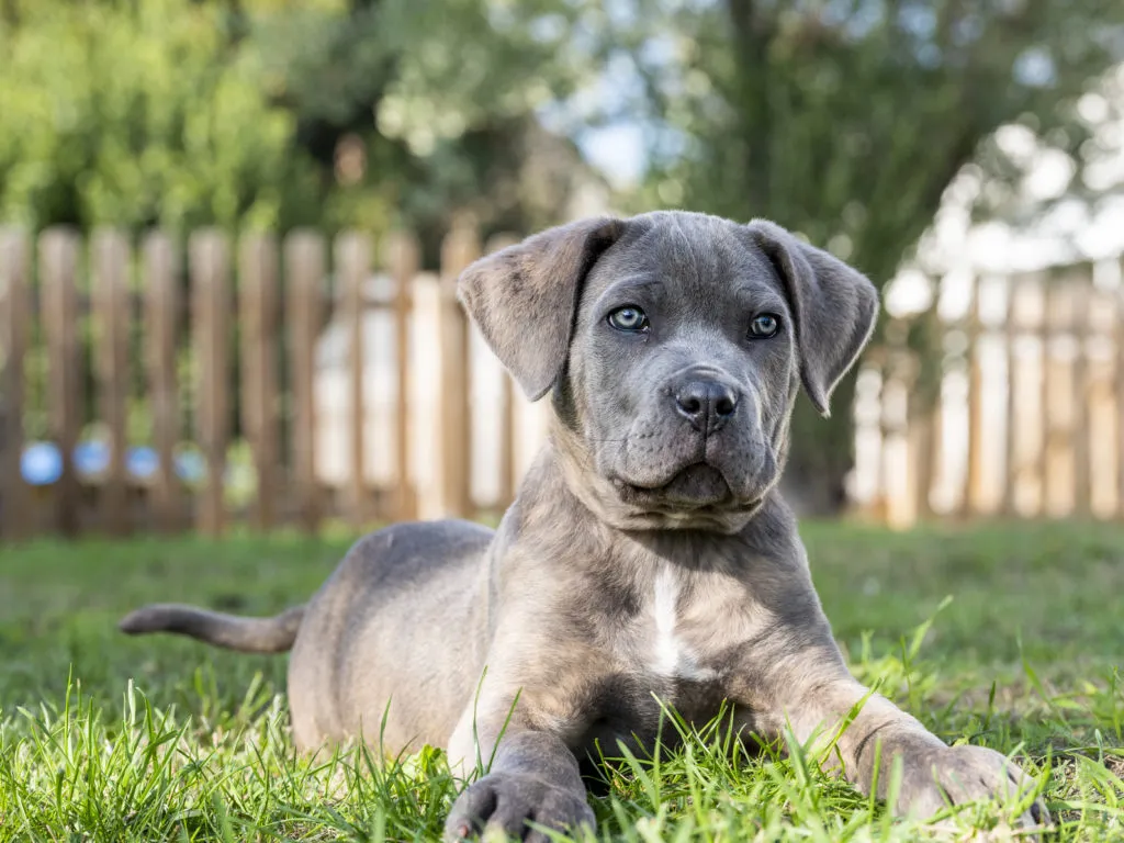 &Scaron;těně cane corso