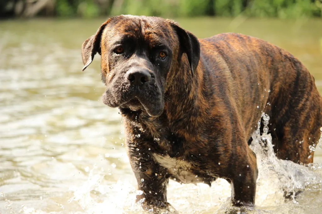 Cane corso ž&iacute;han&yacute;