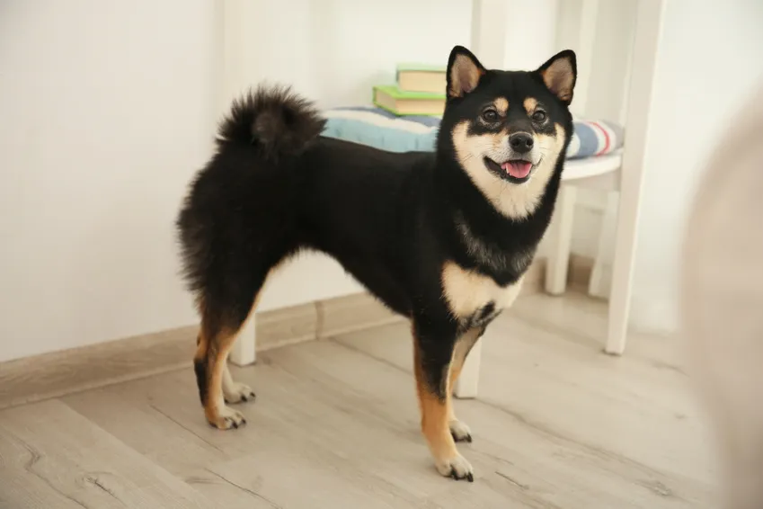 Čern&yacute; shiba-inu