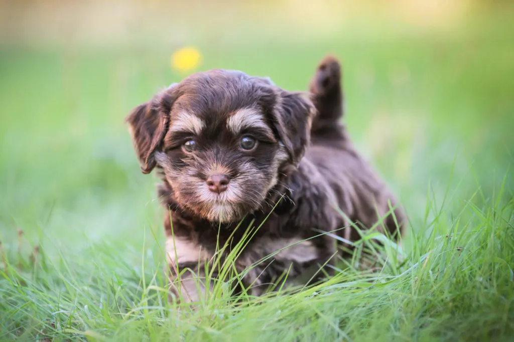 Havanese &scaron;těně