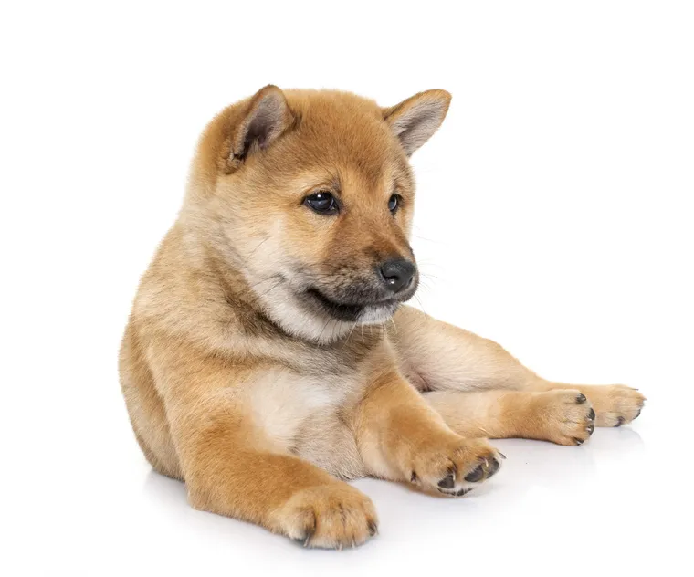 Lež&iacute;c&iacute; &scaron;těně shiba-inu