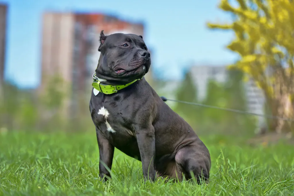 Bojov&aacute; plemena psů: Americk&yacute; buldog