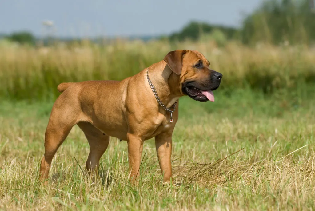 Bojov&aacute; plemena psů: Boerboel