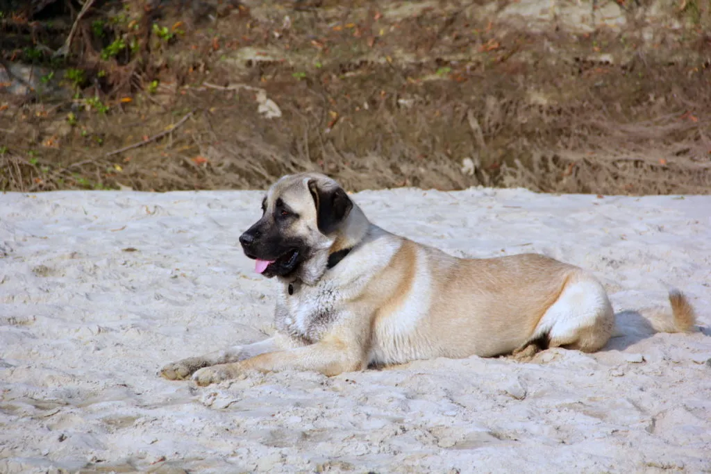 Kangal lež&iacute; na pl&aacute;ži