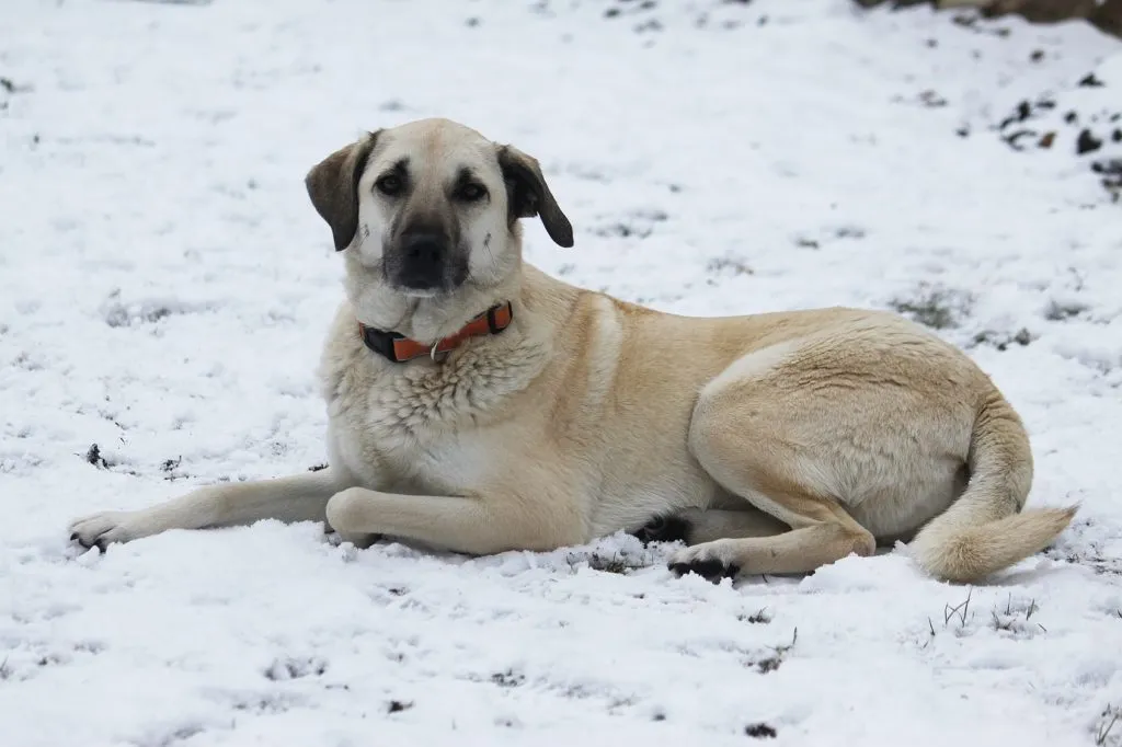 Bojov&aacute; plemena psů: Kangal