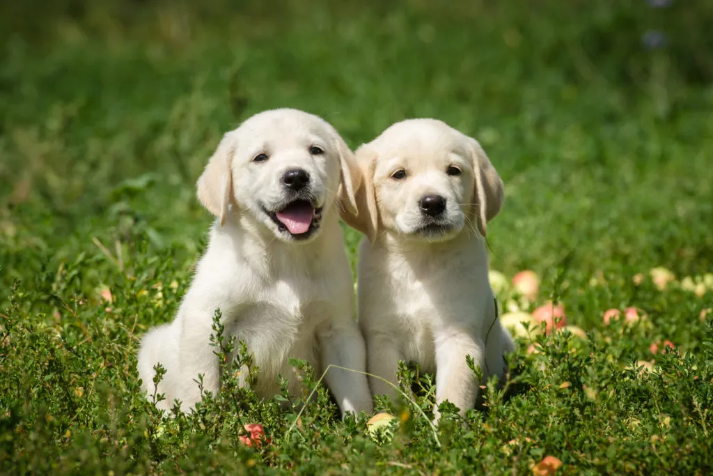 Labradorsk&yacute; retr&iacute;vr &ndash; &scaron;těňata