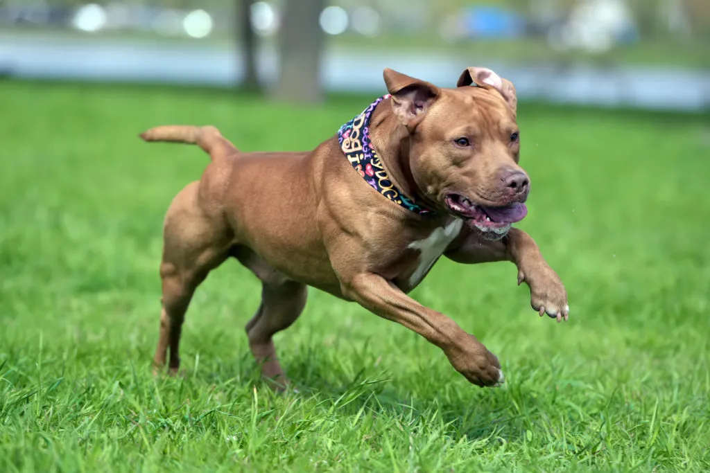 Bojov&aacute; plemena psů: Americk&yacute; pitbulteri&eacute;r