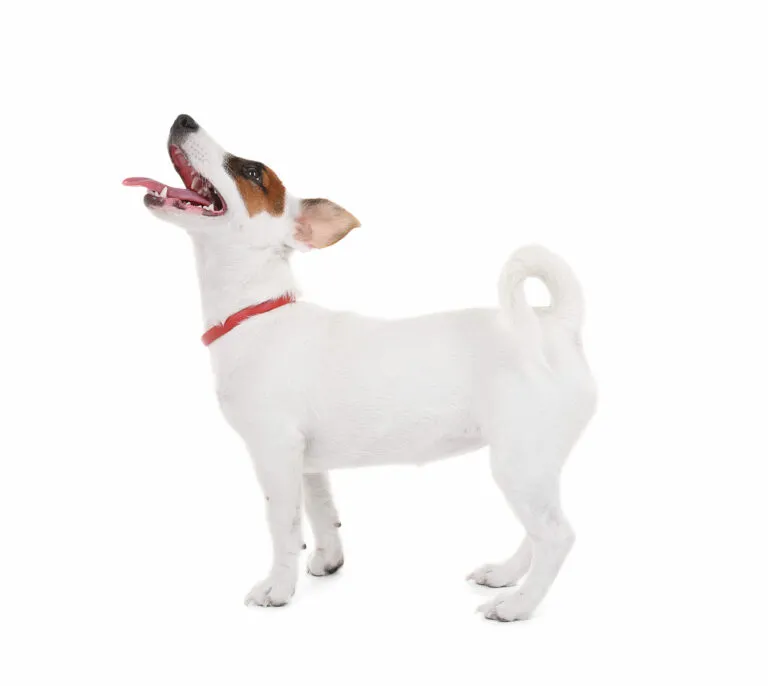Jack Russell teriér na bílém pozadí